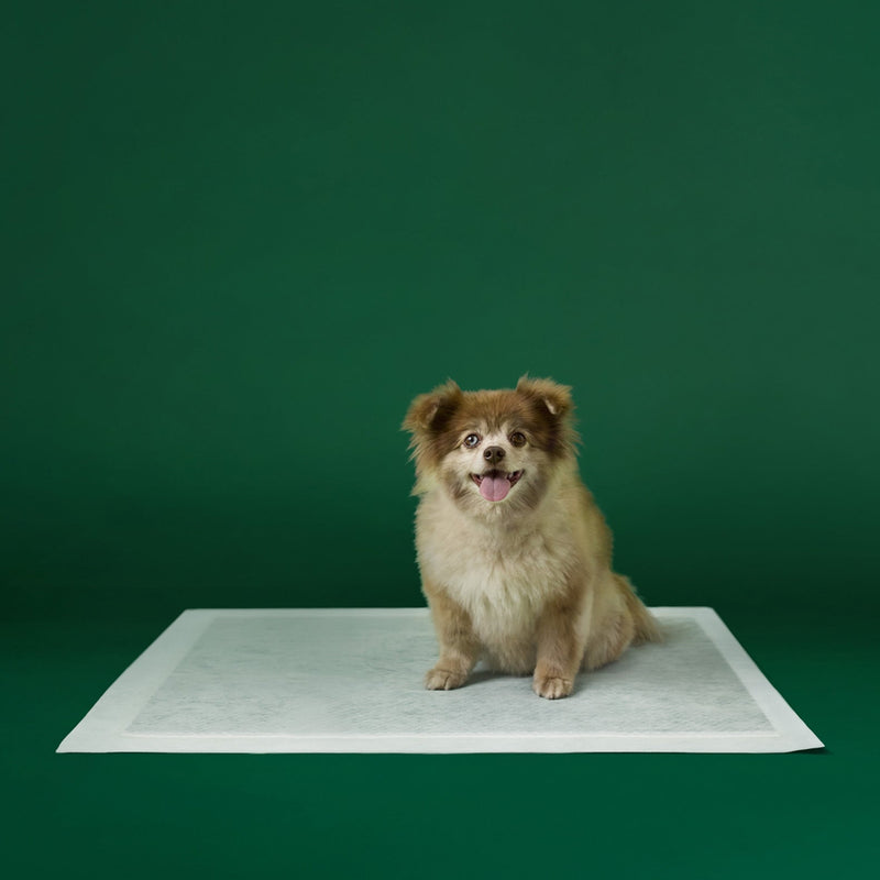 Disposable Dog Pee Pads with AbsorbShield+ Technology B0